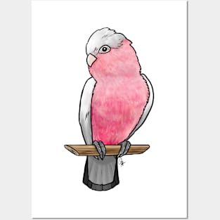 Bird - Rose-Breasted Cockatoo - Crest Down Posters and Art